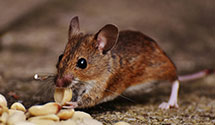 24 Hour & Emergency Exterminators in Cape Porpoise, ME